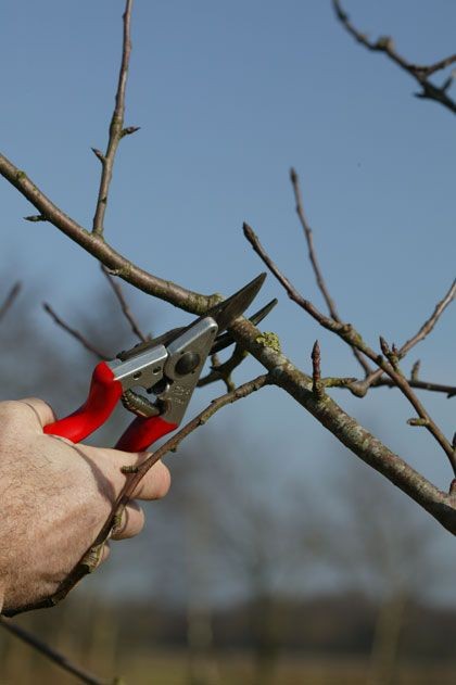 Fruitbomen Snoeien